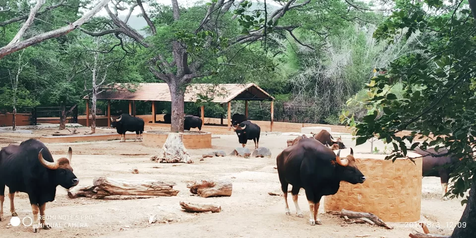 Photo of Mysore Zoo, Main Rd, Indira Nagar, Ittige Gudu, Mysuru, Karnataka, India by valsala shukla