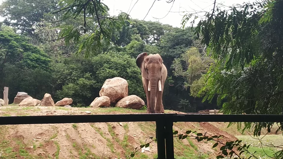 Photo of Mysore Zoo, Main Rd, Indira Nagar, Ittige Gudu, Mysuru, Karnataka, India by valsala shukla