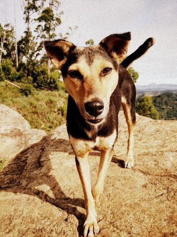 Photo of The Ella Hike Story - Sri Lanka 6/9 by Sakie Ariyawansa