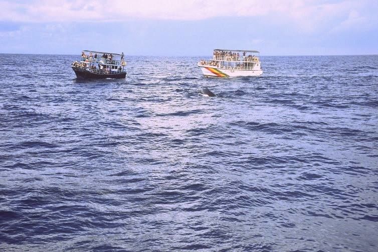Photo of In the sea with Dolphins - Mirissa, South Sri Lanka by Sakie Ariyawansa