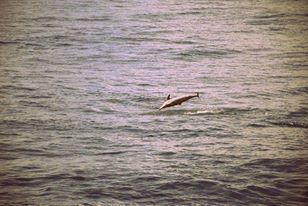 Photo of In the sea with Dolphins - Mirissa, South Sri Lanka by Sakie Ariyawansa
