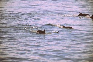 Photo of In the sea with Dolphins - Mirissa, South Sri Lanka by Sakie Ariyawansa