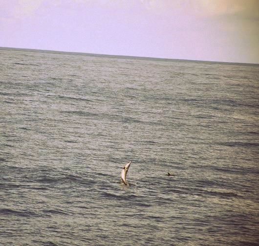 Photo of In the sea with Dolphins - Mirissa, South Sri Lanka by Sakie Ariyawansa
