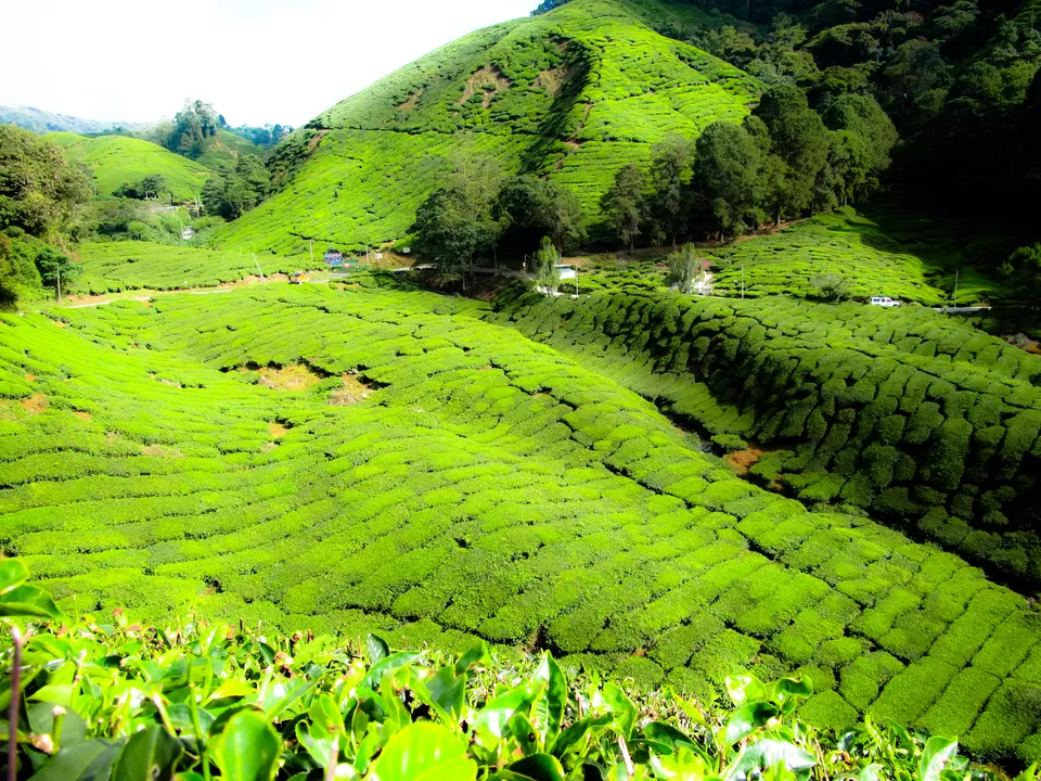 Photo of Cameron Highlands Malaysia by Abhishek Kumar