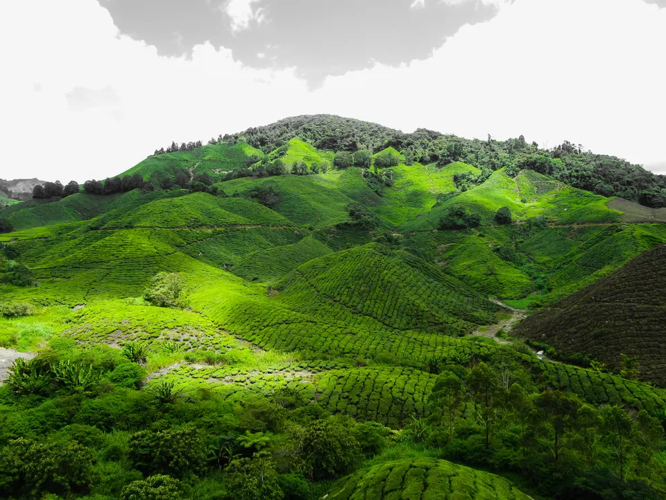 Photo of Cameron Highlands Malaysia by Abhishek Kumar