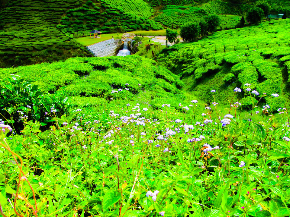 Photo of Cameron Highlands: Malaysia's 'Little England' 4/13 by Abhishek Kumar