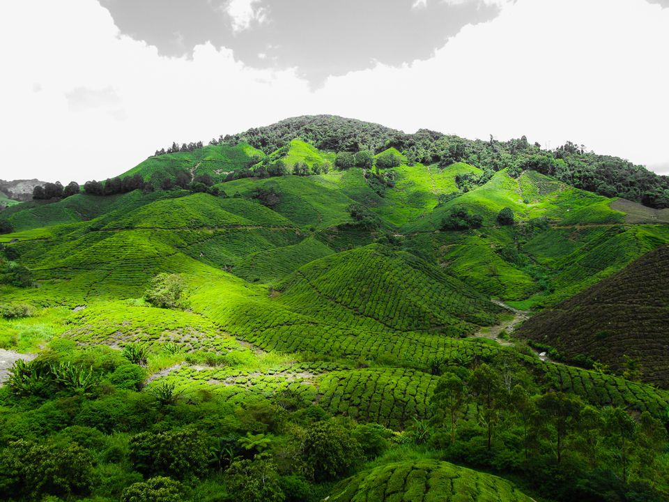 Photo of Cameron Highlands: Malaysia's 'Little England' 11/13 by Abhishek Kumar