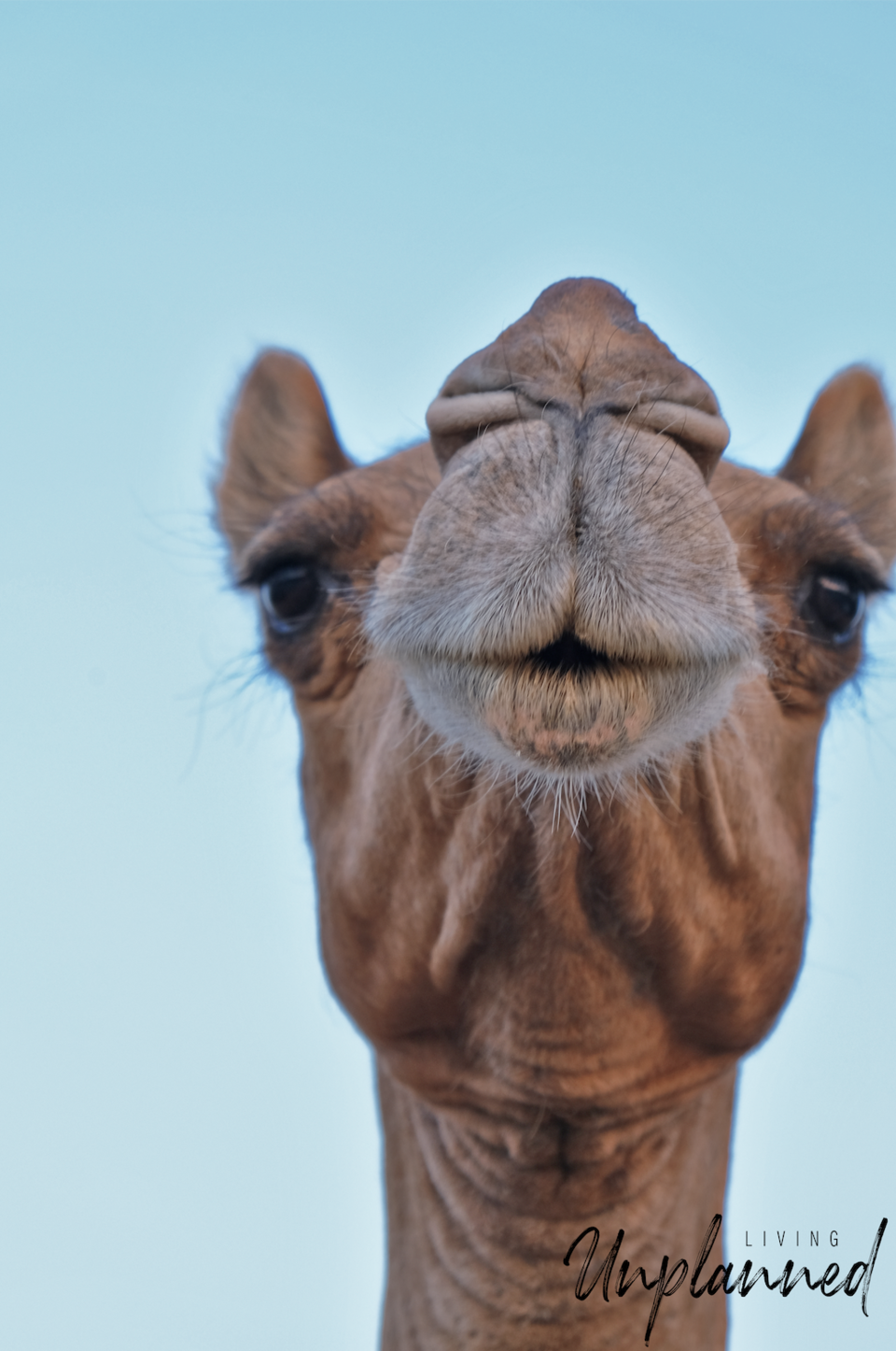 Photo of A Photo Story about the Camels of Bikaner 1/7 by Living Unplanned