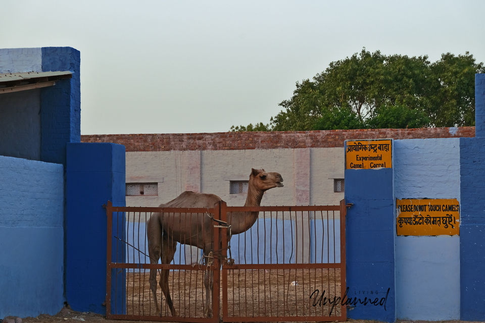 Photo of A Photo Story about the Camels of Bikaner by Living Unplanned