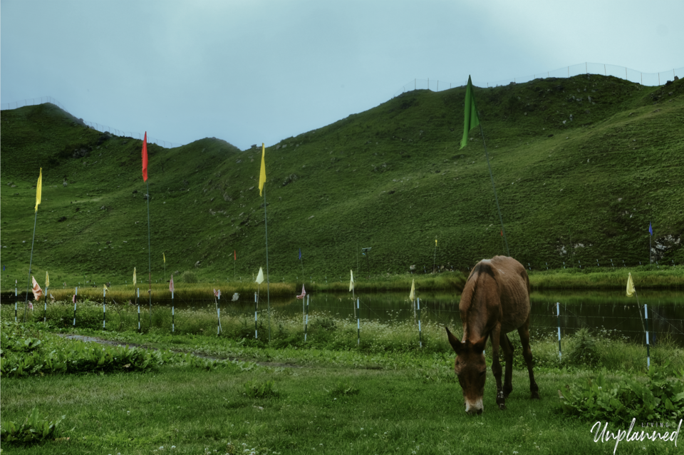 Photo of How to Trek to Prashar Lake 6/10 by Living Unplanned