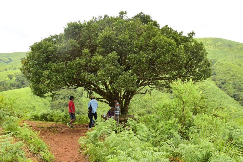 Photo of Trek to KudreMukh Peak 24/69 by Manju Nath