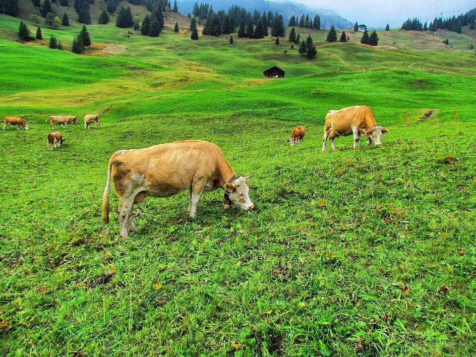 Photo of Absolute Must Visits in Switzerland 16/16 by Abinaya Mylsamy