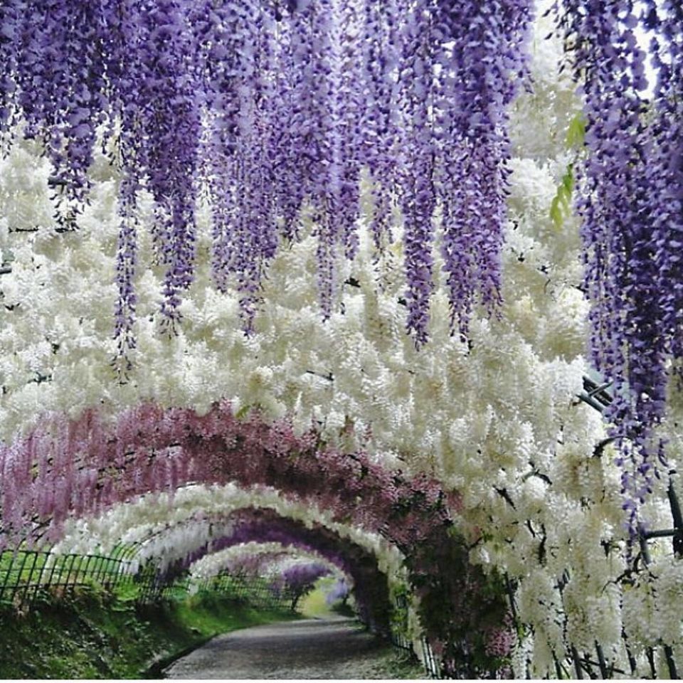 Photo of Japan by Deepak Kashyap