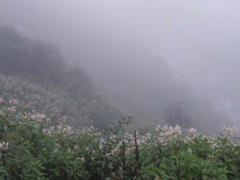 Photo of Valley of Flowers National Park, Chamoli, Uttarakhand, India by Manali J