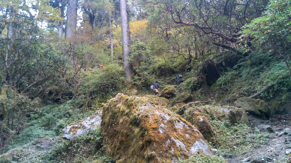Photo of Dzongri La, West Sikkim, Sikkim, India by Kshitij Guglani