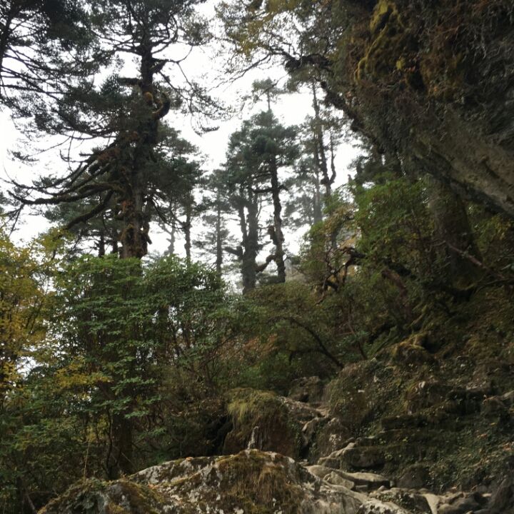 Photo of Dzongri La, West Sikkim, Sikkim, India by Kshitij Guglani