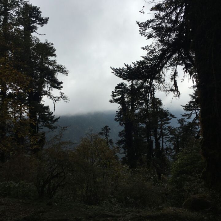 Photo of Dzongri La, West Sikkim, Sikkim, India by Kshitij Guglani