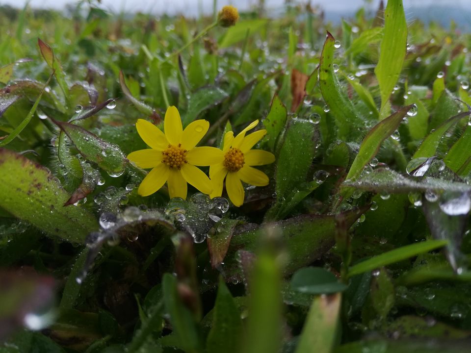 Photo of Kaas Plateau Satara: Exploreing The Valley Of Flowers #MyWanderlustStory 4/13 by Bhupendra Singh