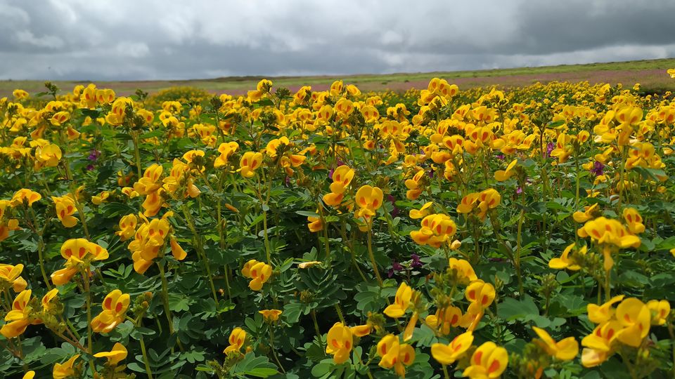 Photo of Kaas Plateau Satara: Exploreing The Valley Of Flowers #MyWanderlustStory 2/13 by Bhupendra Singh