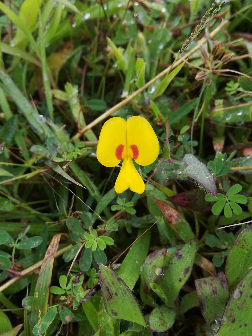 Photo of Kaas Plateau Satara: Exploreing The Valley Of Flowers #MyWanderlustStory 9/13 by Bhupendra Singh
