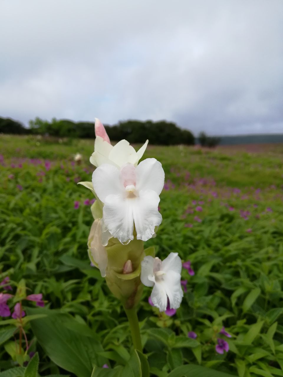 Photo of Kaas Plateau Satara: Exploreing The Valley Of Flowers #MyWanderlustStory 11/13 by Bhupendra Singh