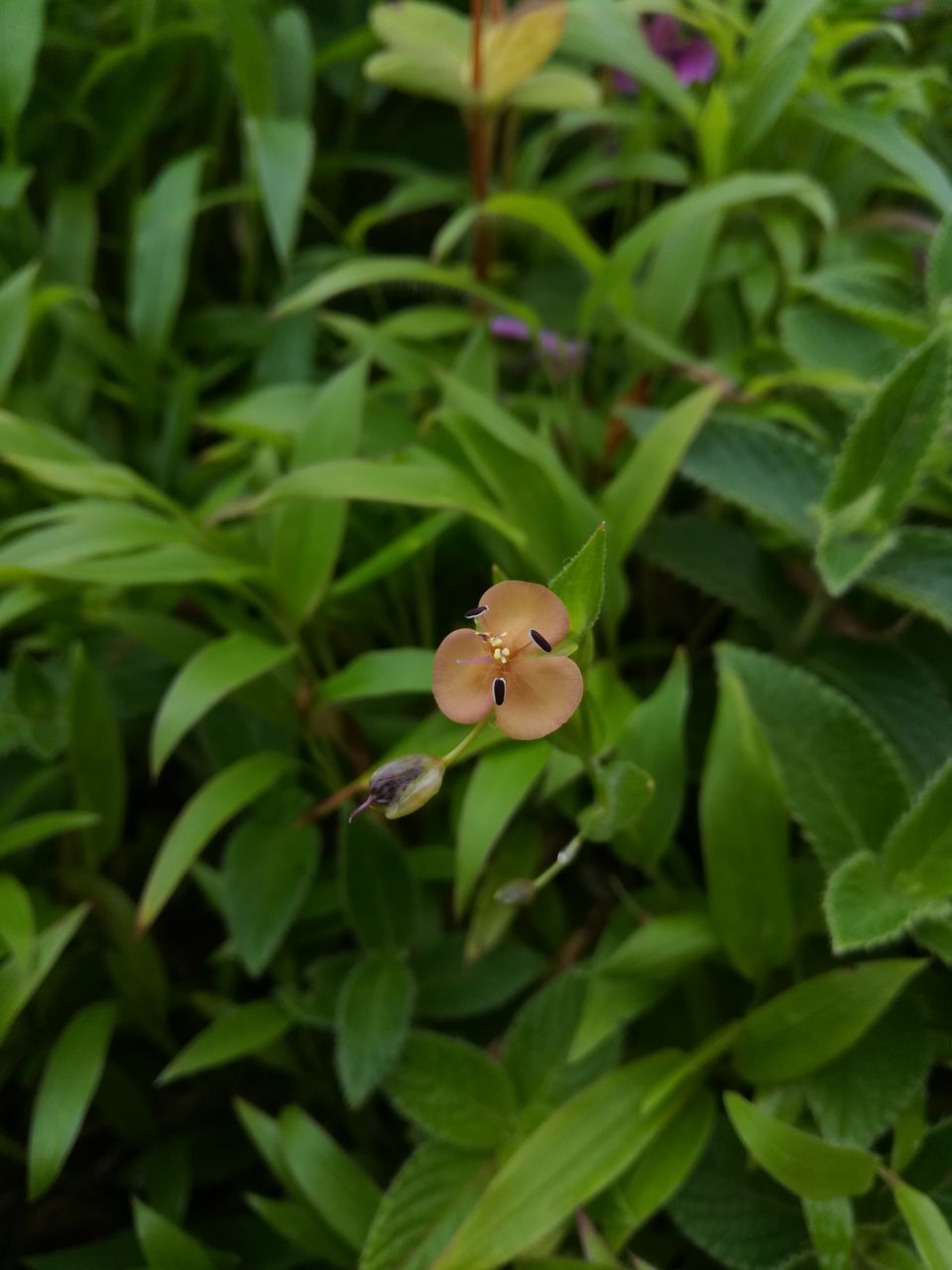 Photo of Kaas Plateau Satara: Exploreing The Valley Of Flowers #MyWanderlustStory 13/13 by Bhupendra Singh