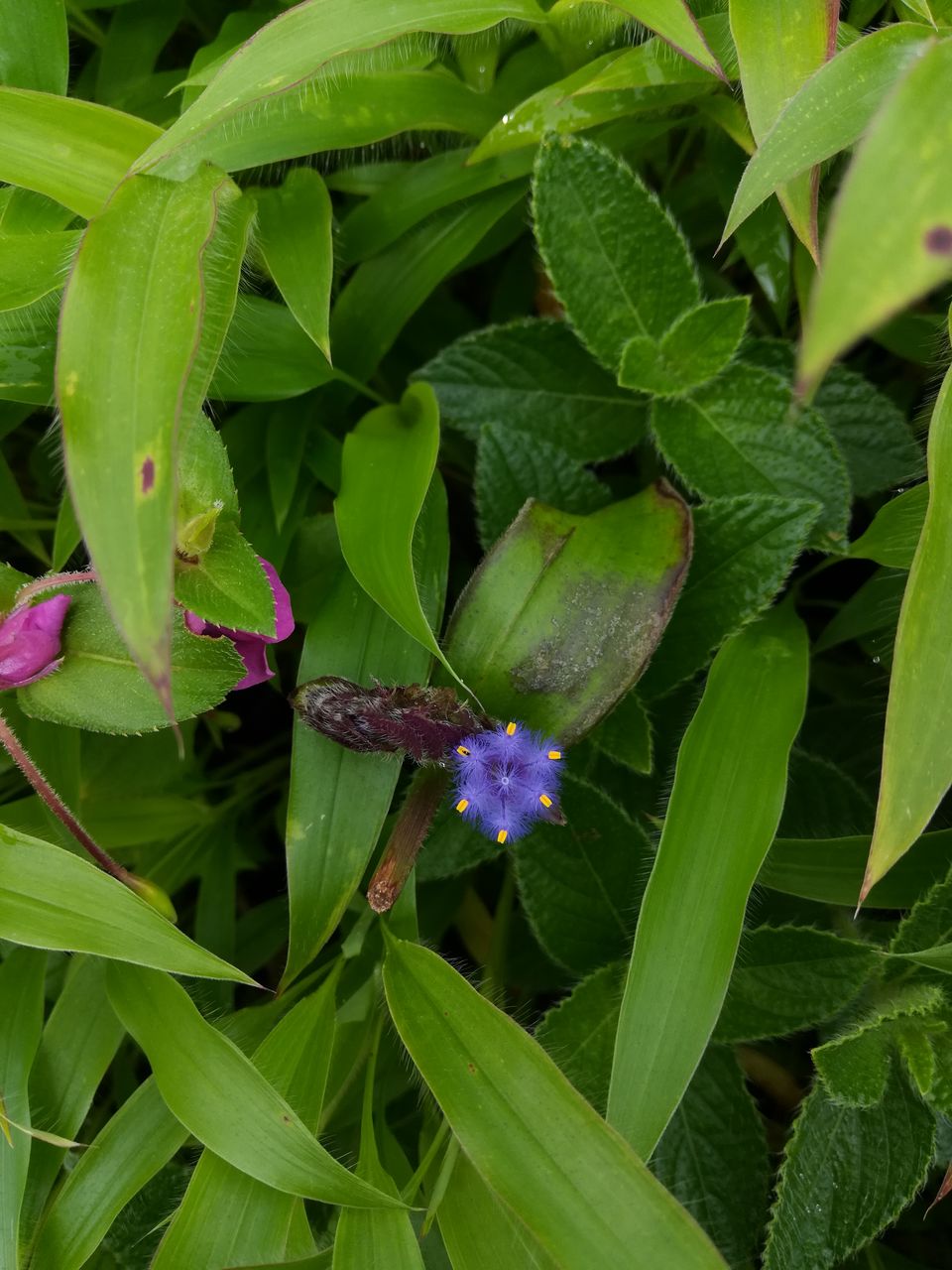 Photo of Kaas Plateau Satara: Exploreing The Valley Of Flowers #MyWanderlustStory 12/13 by Bhupendra Singh