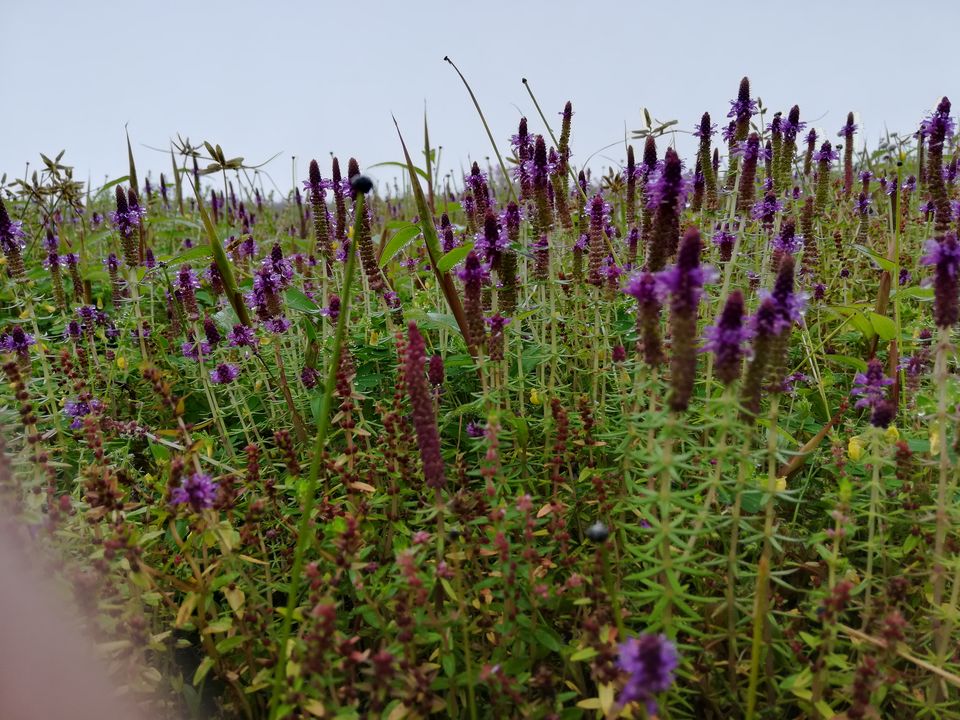 Photo of Kaas Plateau Satara: Exploreing The Valley Of Flowers #MyWanderlustStory 10/13 by Bhupendra Singh