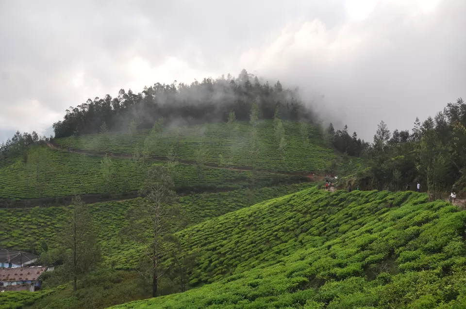 Photo of Kolukkumalai Tea Estate, Nullatanni, Munnar, Kerala, India by Yashrajsinh Chudasama