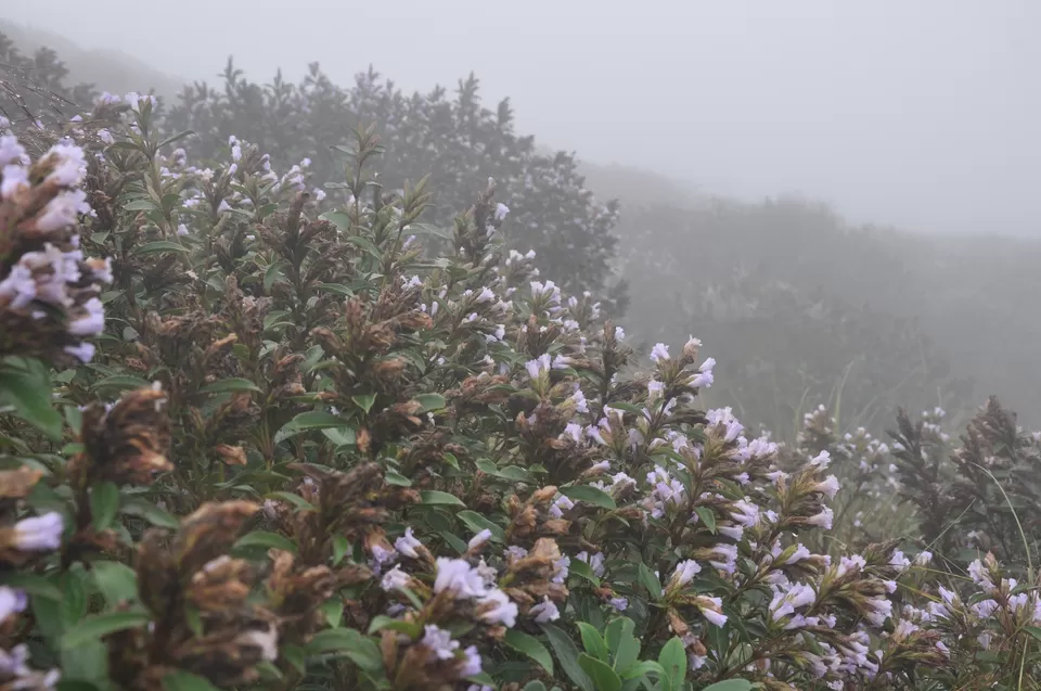 Photo of Kolukkumalai Sunrise View Point, Suryanelli-Kolukkumalai Tea Estate Road, Kottagudi, Tamil Nadu, India by Yashrajsinh Chudasama