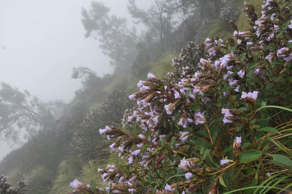 Photo of Kolukkumalai Sunrise View Point, Suryanelli-Kolukkumalai Tea Estate Road, Kottagudi, Tamil Nadu, India by Yashrajsinh Chudasama