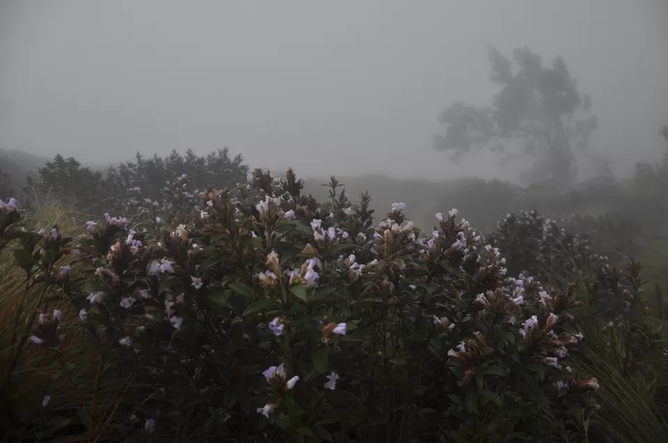 Photo of Kolukkumalai Sunrise View Point, Suryanelli-Kolukkumalai Tea Estate Road, Kottagudi, Tamil Nadu, India by Yashrajsinh Chudasama