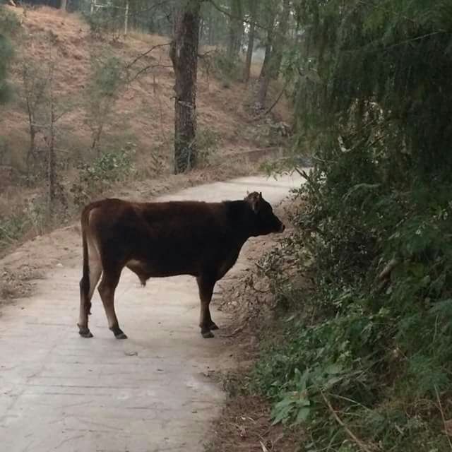 Photo of Hamirpur by gypsy traveller