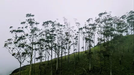 Photo of Eravikulam National Park, Kerala, India by Ankan Mukherjee