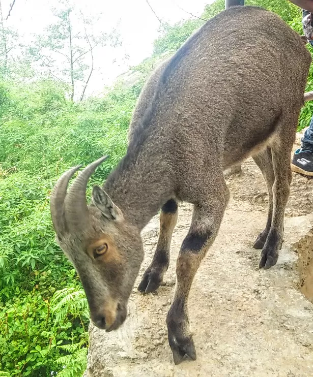 Photo of Eravikulam National Park, Kerala, India by Ankan Mukherjee