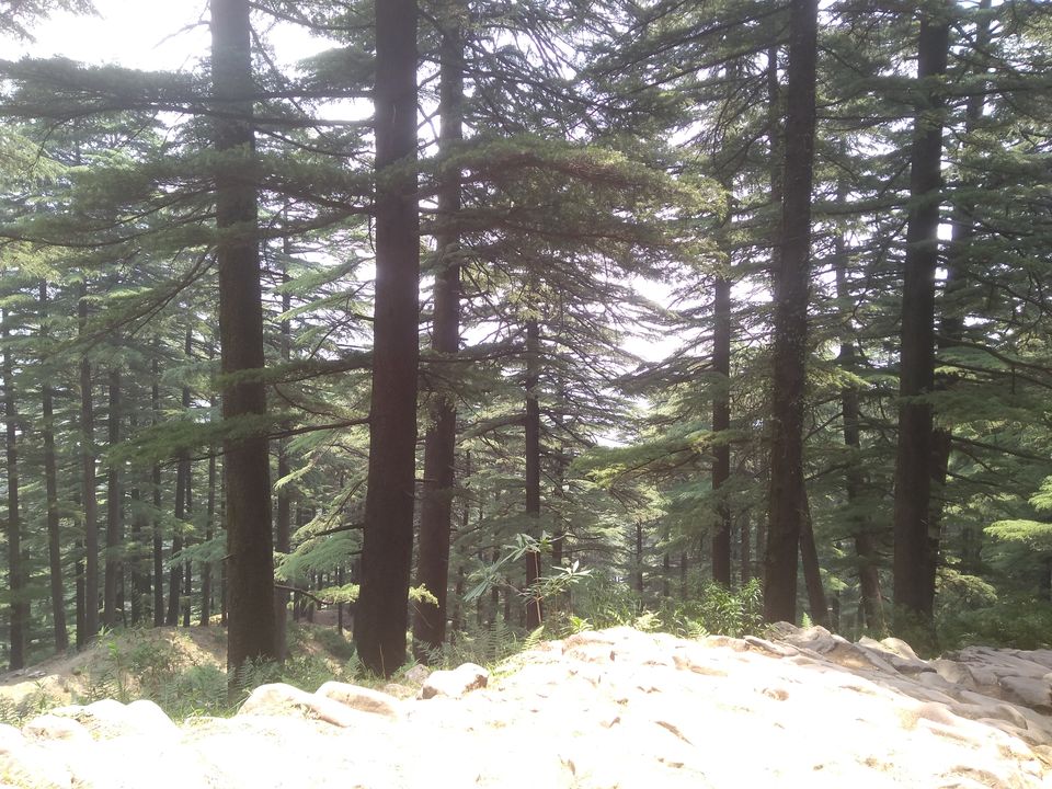 Photo of Triund, Himachal Pradesh by Rajat Kumar