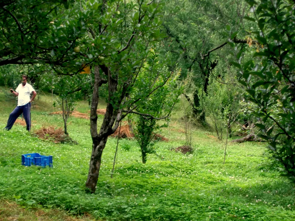 Photo of Moments Drenched in the Serenity of Tosh by Rajat Kumar