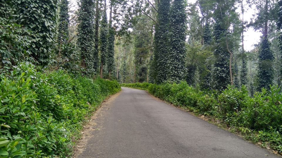 Photo of Yercaud - Where the drive is better than the destination itself! by Akul Bajaj
