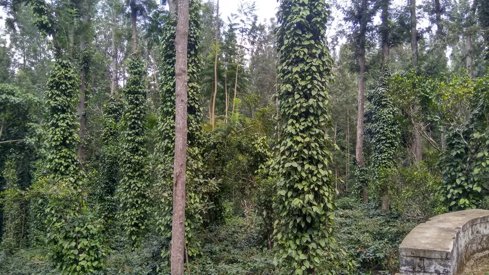 Photo of Yercaud - Where the drive is better than the destination itself! by Akul Bajaj
