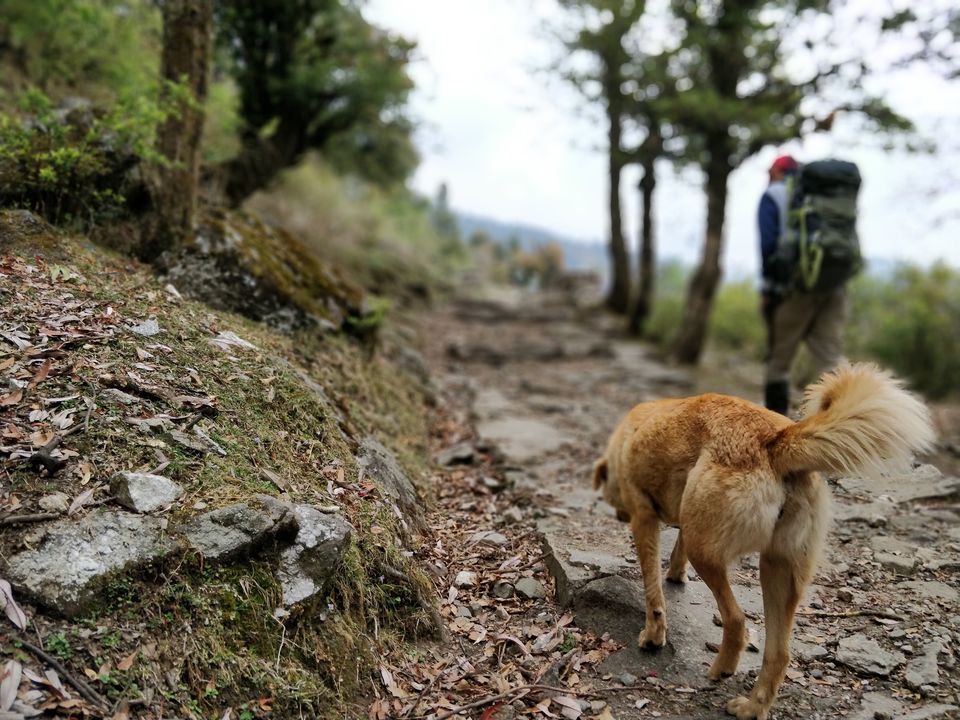 Photo of Dayara Bugyal detailed Itinerary and experience: Part 1 by Akul Bajaj