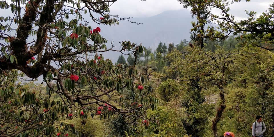 Photo of Dayara Bugyal detailed Itinerary and experience: Part 1 by Akul Bajaj