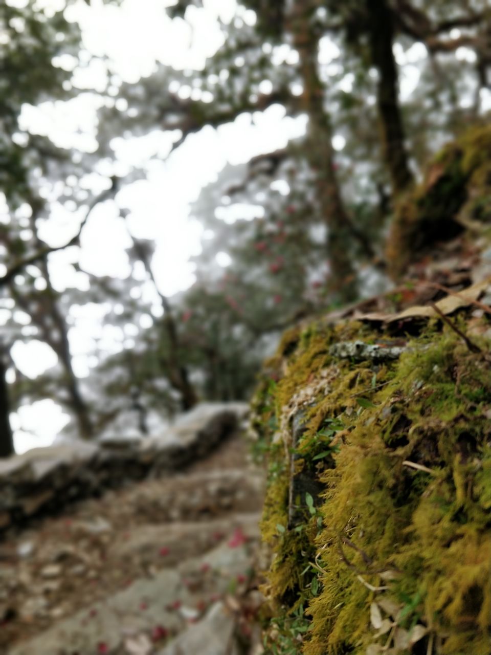 Photo of Dayara Bugyal detailed Itinerary and experience: Part 1 by Akul Bajaj