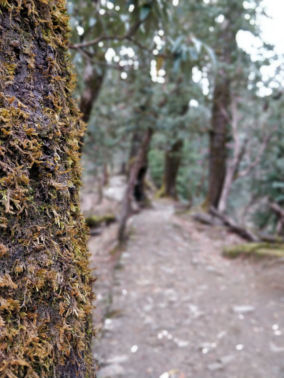 Photo of Dayara Bugyal detailed Itinerary and experience: Part 1 by Akul Bajaj