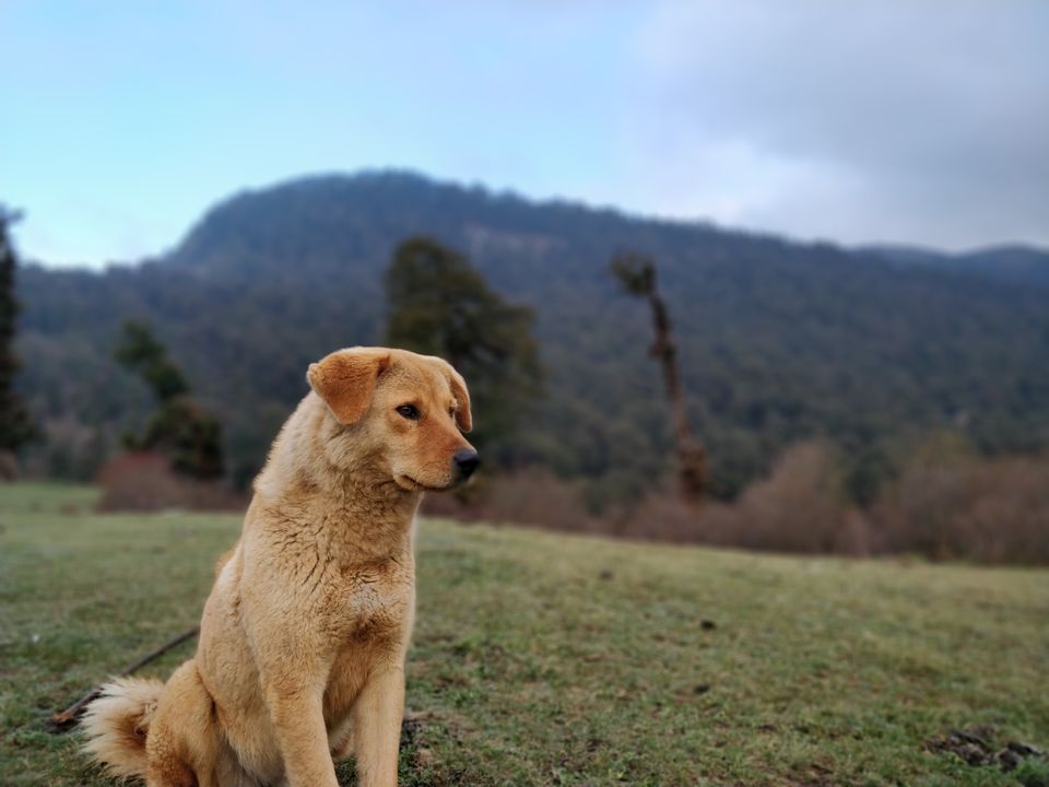 Photo of Dayara Bugyal detailed Itinerary and experience: Part 1 by Akul Bajaj