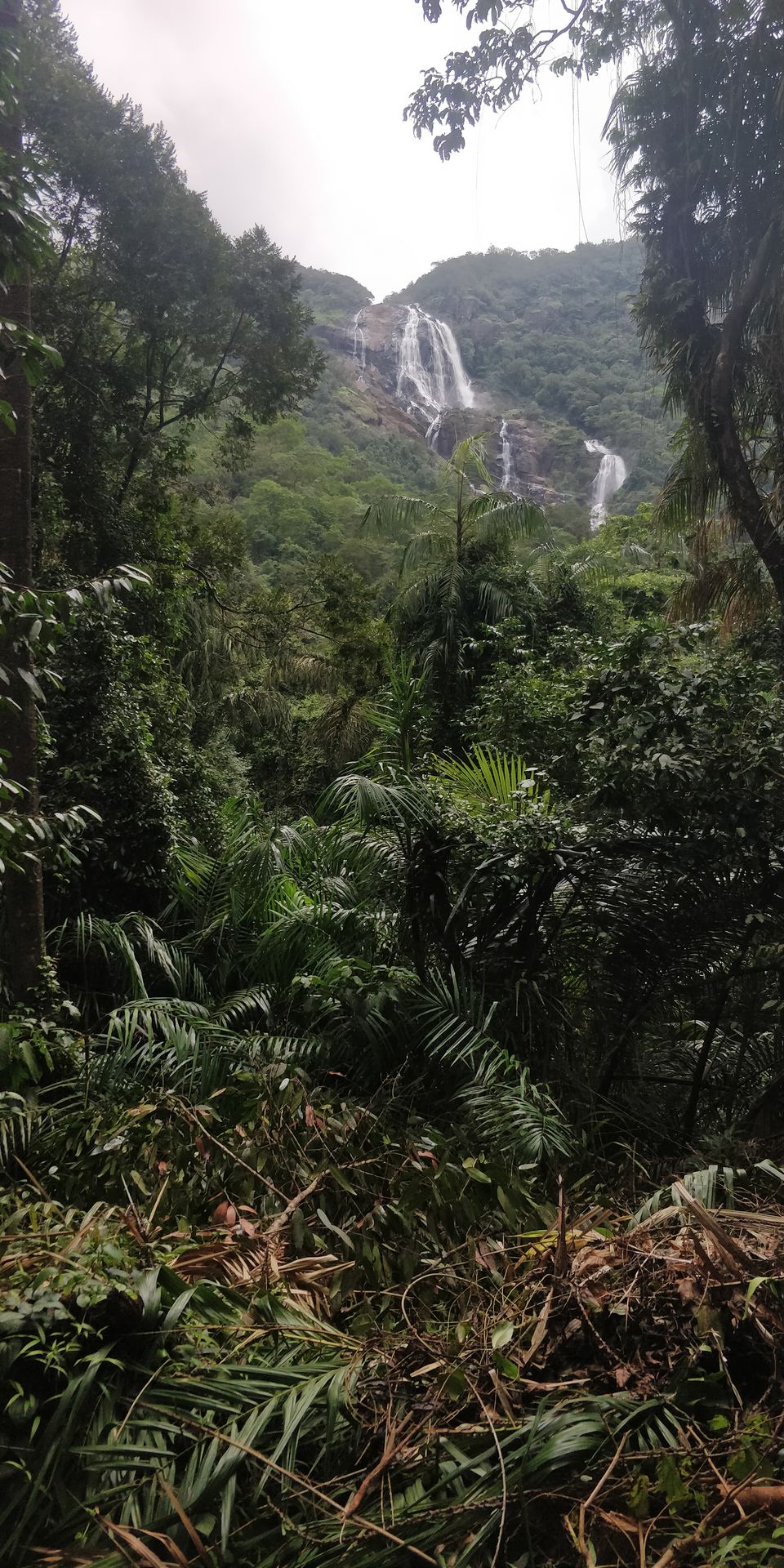 Photo of All You Need to Know About Dudhsagar Waterfalls Trek by Akul Bajaj
