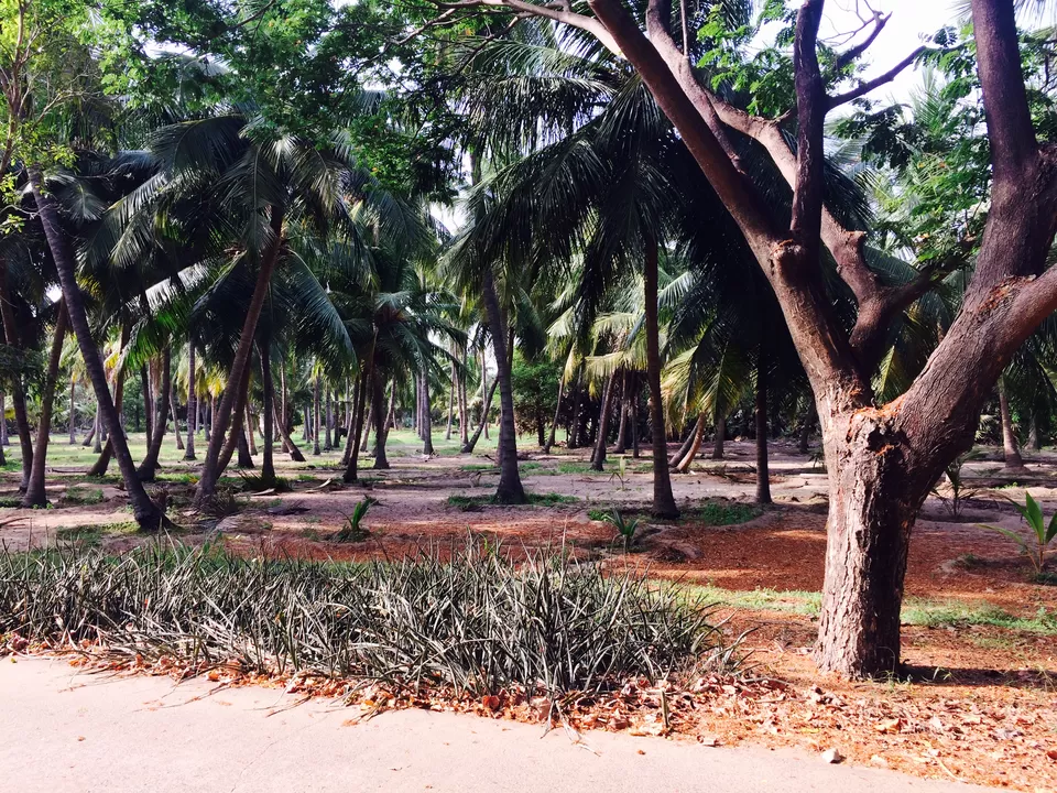 Photo of Theosophical Society, Chennai, Tamil Nadu, India by simranbhalla4