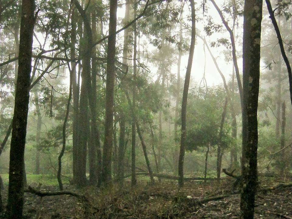 Photo of Kodaikanal:The gift of forest by archita roy