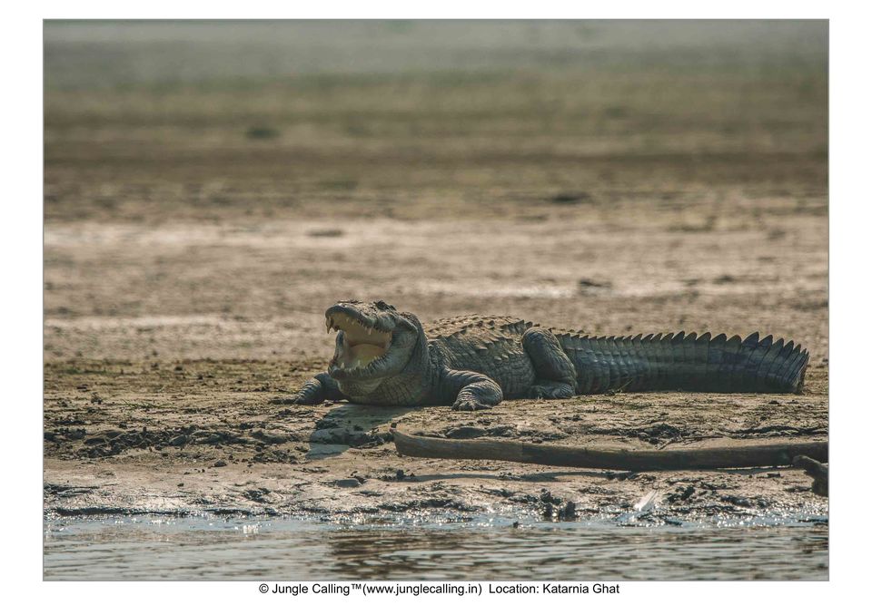 Photo of Katarniaghat Wildlife Scantuary, Nishangarh Border Road, Dharmpur, Uttar Pradesh, India by Manan Parekh
