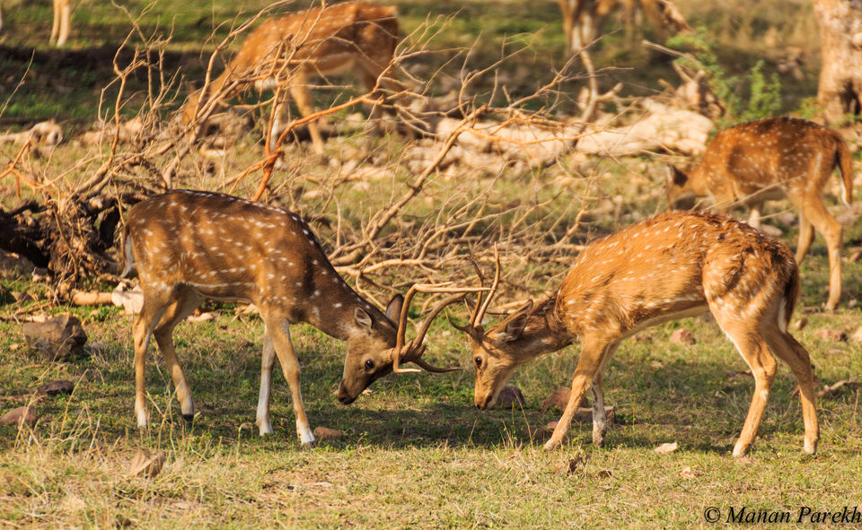 Photo of Bhaiya jungle dikhao... by Manan Parekh