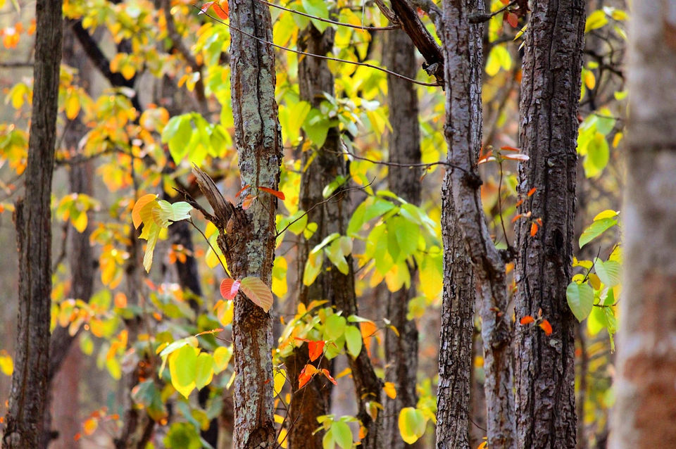 Photo of An Expedition To Kuldiha Wildlife Sanctuary, Odisha by Minakhi